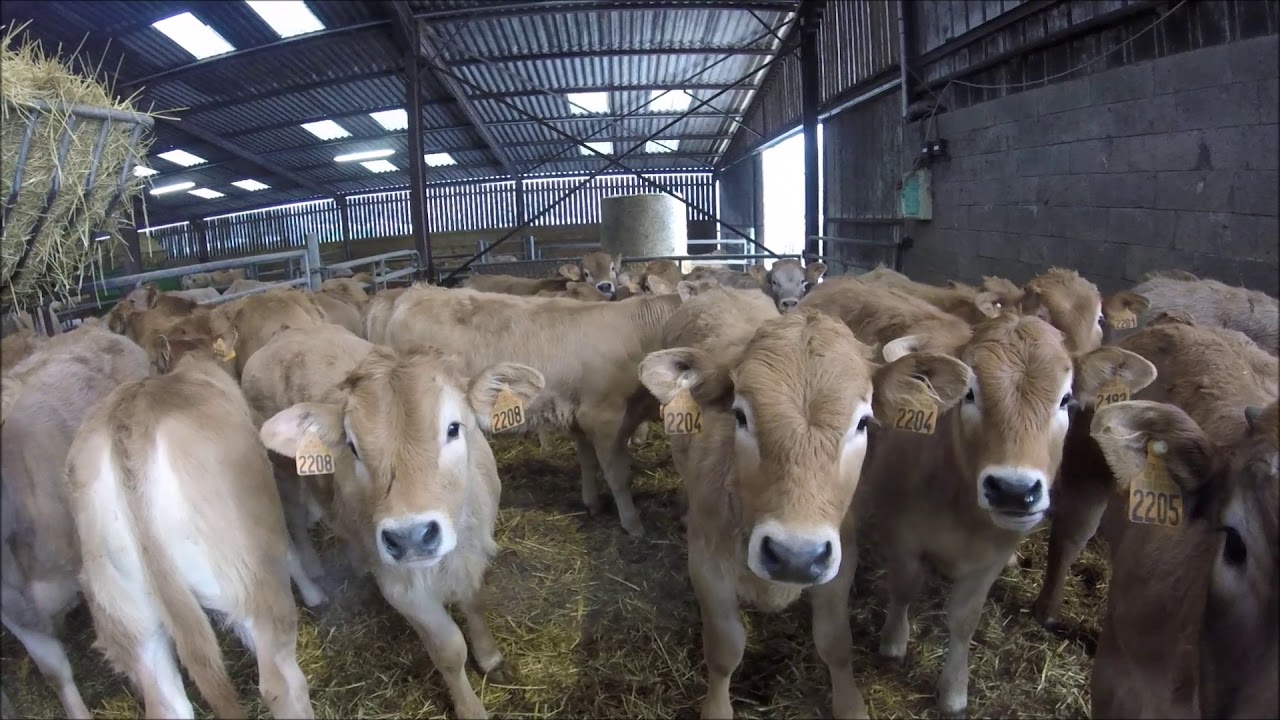 L'élevage en hiver / NH 6090 / Blonde d'Aquitaine / Aubrac [GoPro]