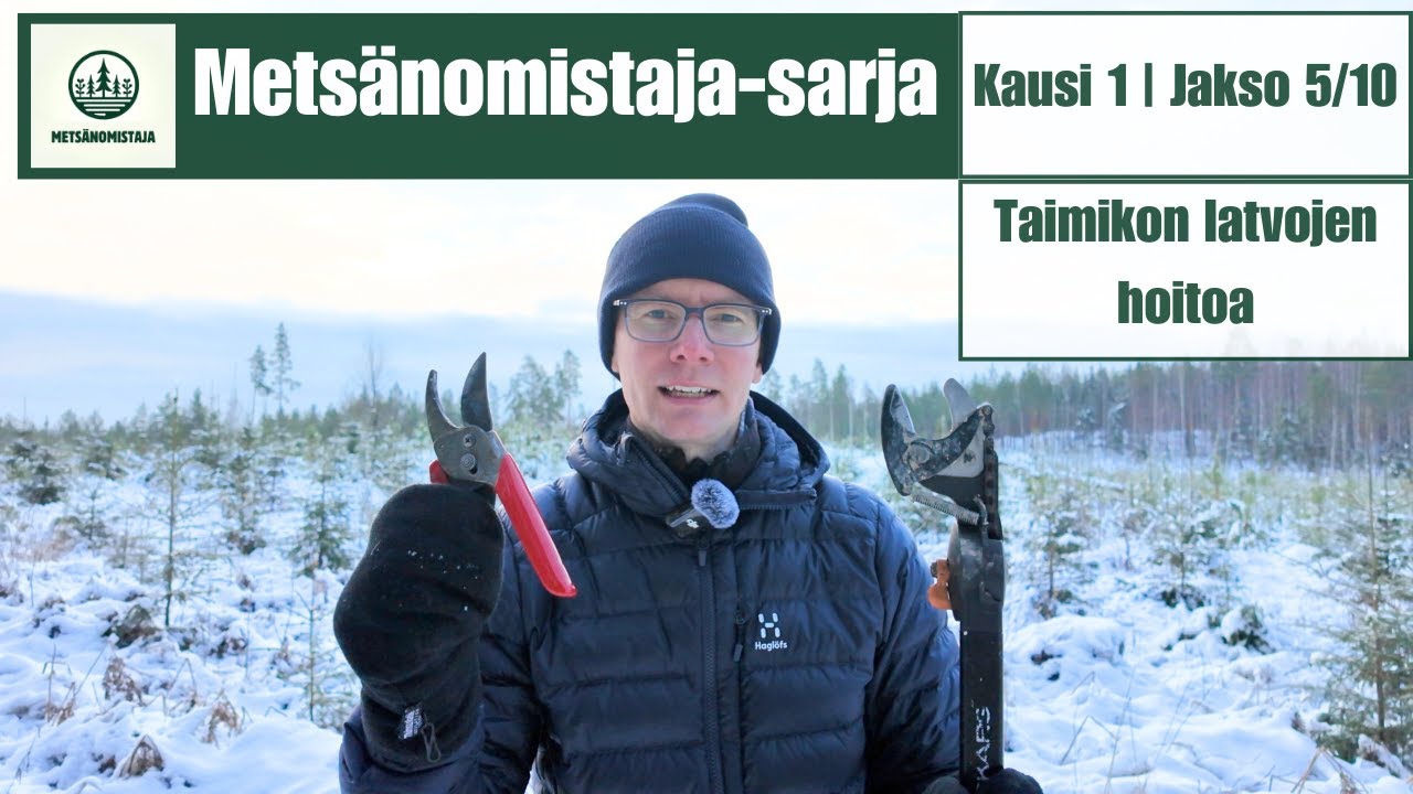 Metsänomistaja-sarjan 5.jakso | Taimikon latvojen hoitoa 🌲