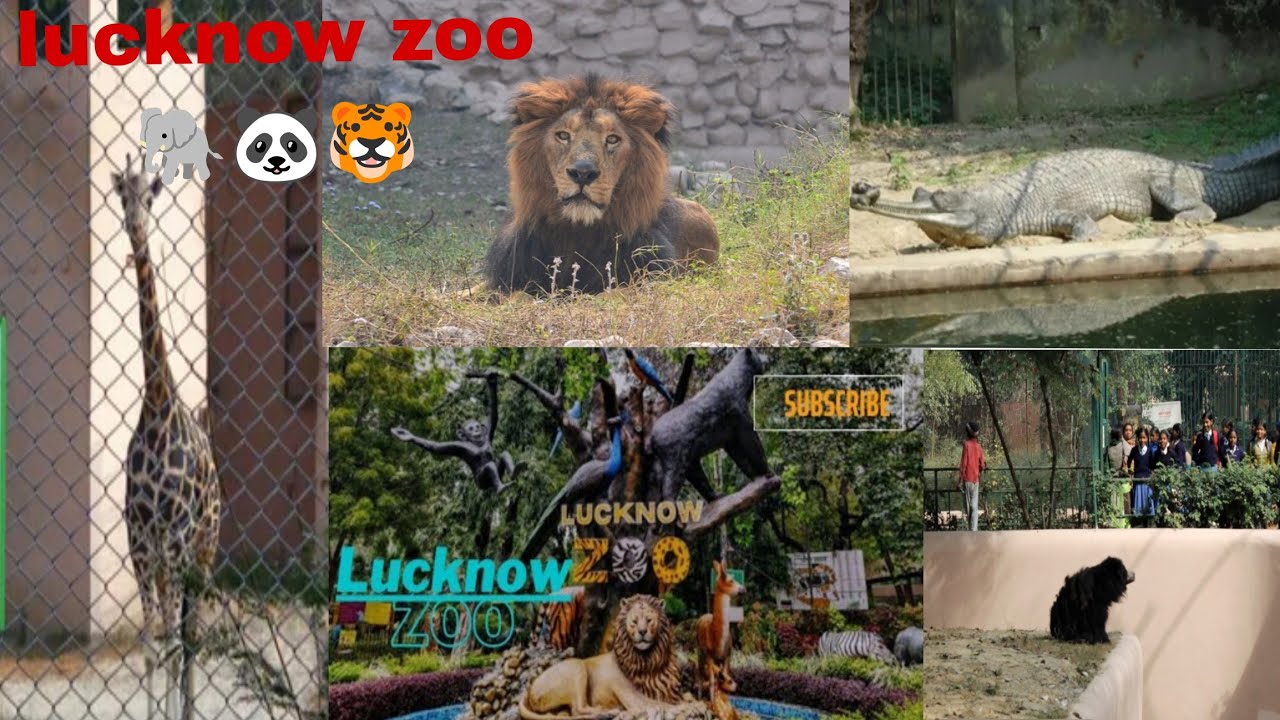Lucknow zoo 🐘🐼🐯 | लखनऊ चिड़ियाघर | #tiger #lucknowzoo#wildlife #tiger #wildlifewithHassan #vlog😱   ​