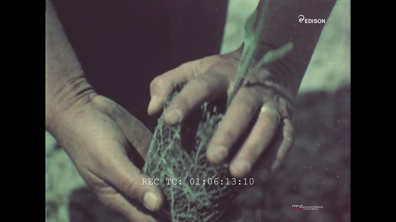 Il pomodoro (1961)