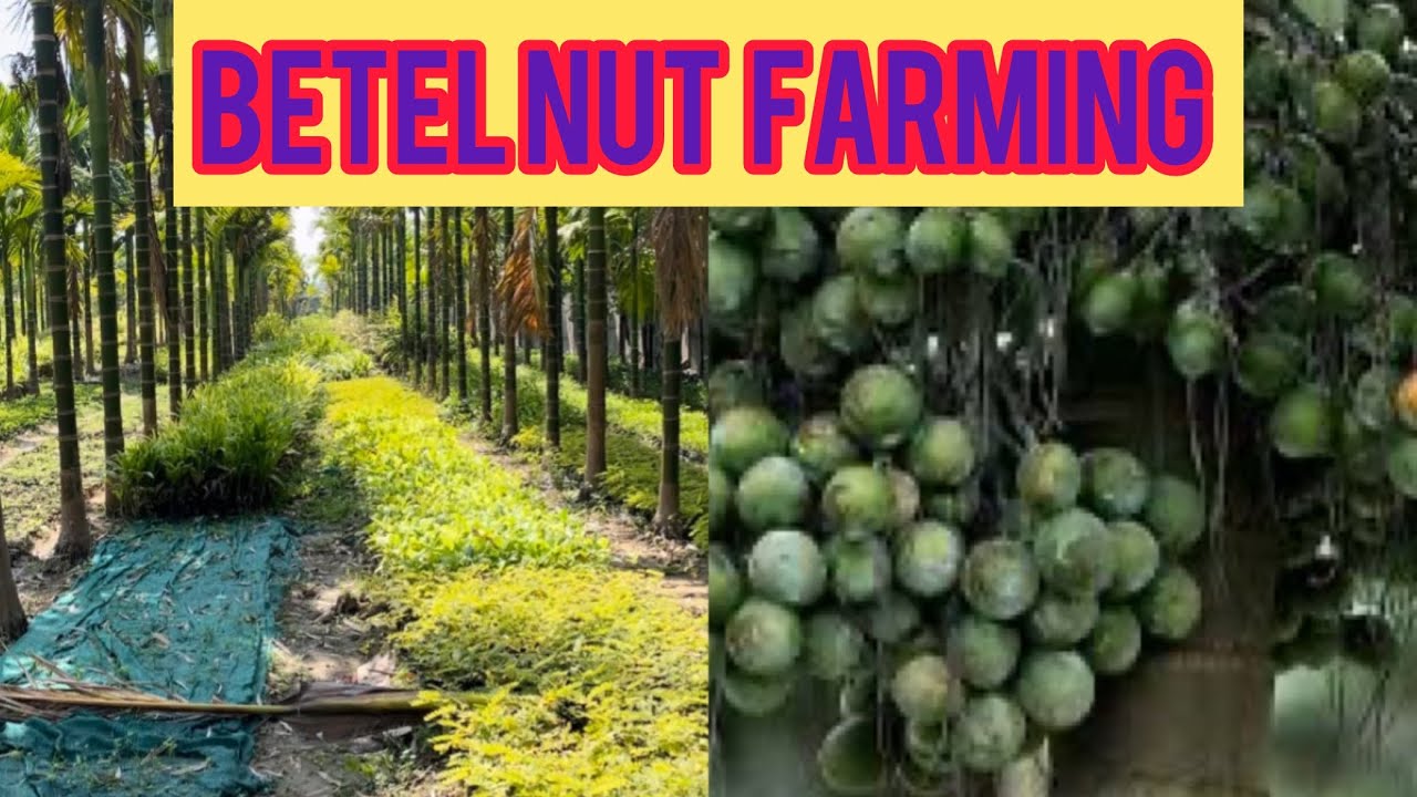 Betel nut farming (How to do betel nut farming)supari ki kati #plantation #betelnut #areca #india