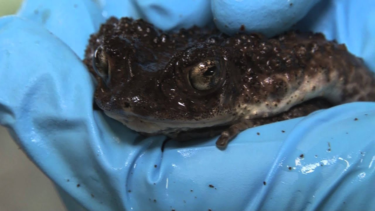 Puerto Rican Crested Toads at the Oakland Zoo