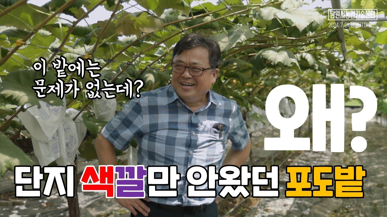 포도재배 착색기 관리 생리장해 캠벨포도 착색불량 원인