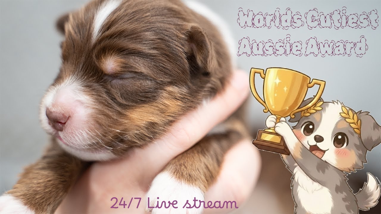 Week 9 Live Stream Community Stream. Meet The Pups