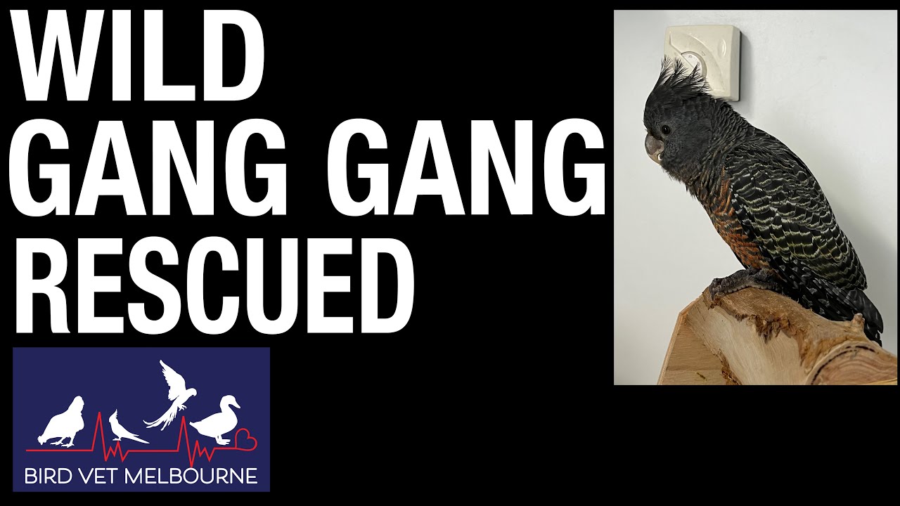 Wild native Gang Gang parrot rescued and released