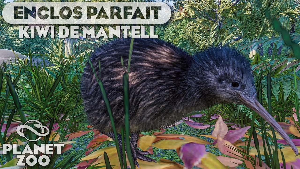 Habitat pour Kiwi de Mantell | LES ENCLOS PARFAITS : &Eacute;PISODE 133 | PLANET ZOO