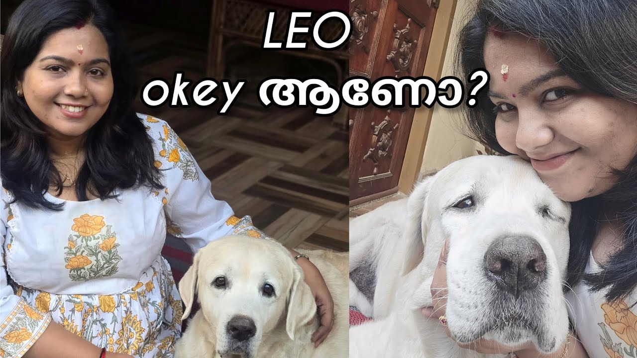 ലിയോ okey ആണോ?? അവൻ food കഴിക്കുന്നുണ്ടോ? #viralvideo #labrador #dog 