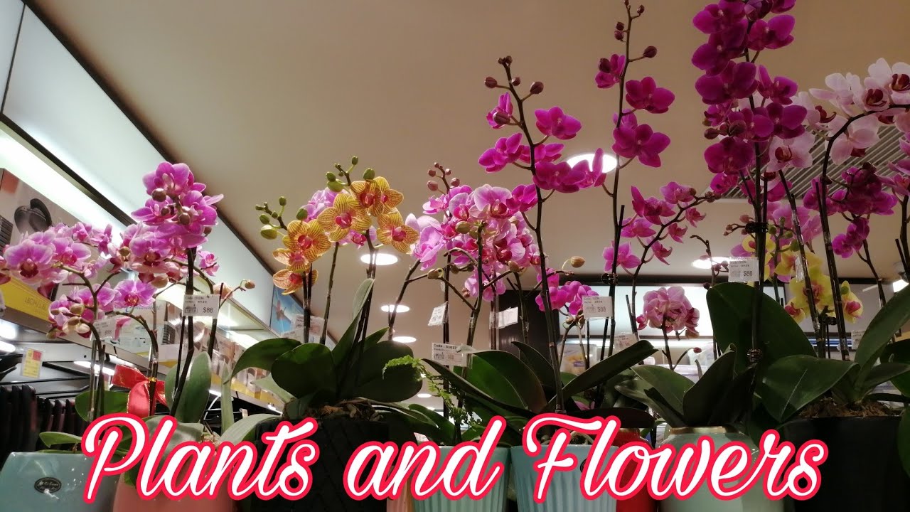 The Flowers and Plants Shop