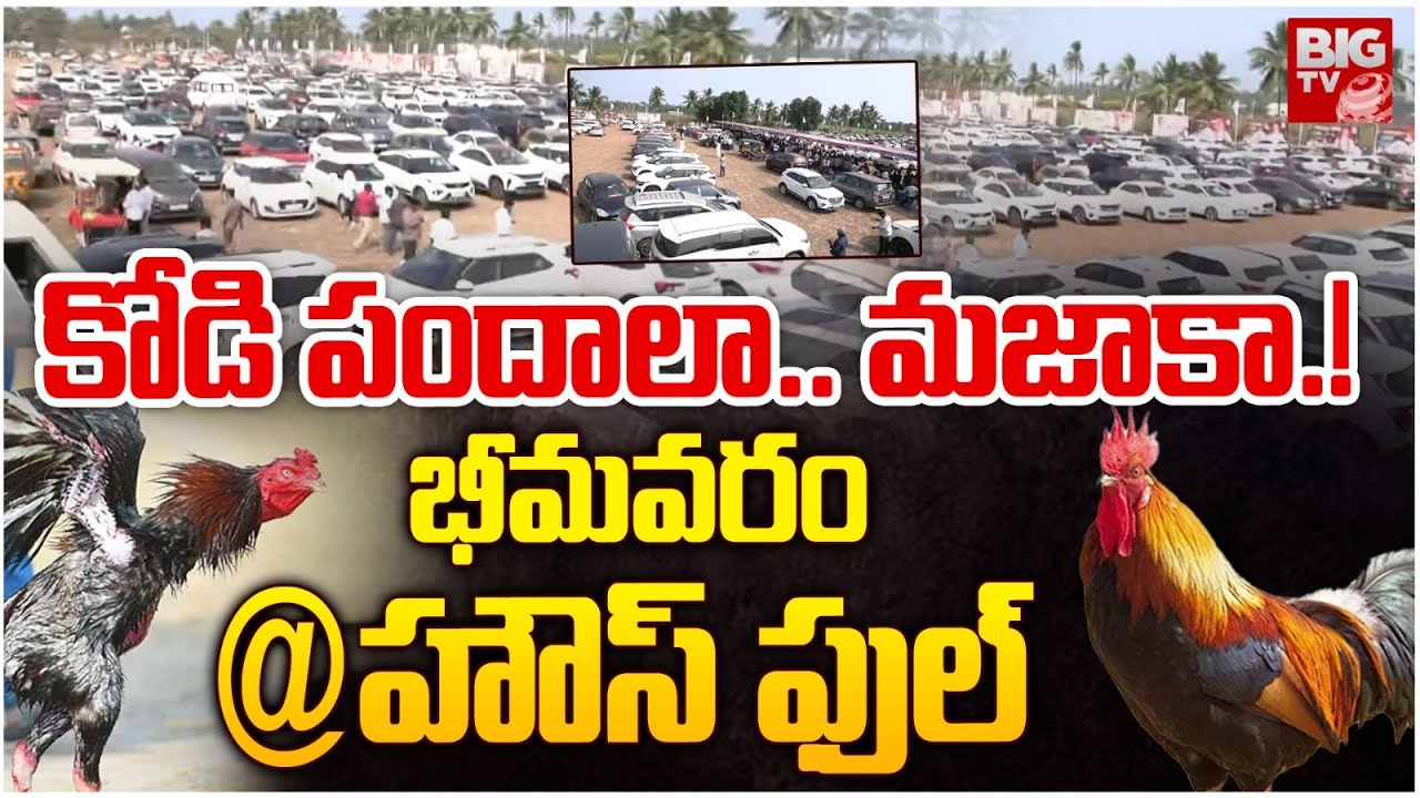 కోడి పందాలా.. మజాకా.! | Bhimavaram Kodi Pandalu 2025 Visuals | Sankranti Festival 2025 | BIG TV