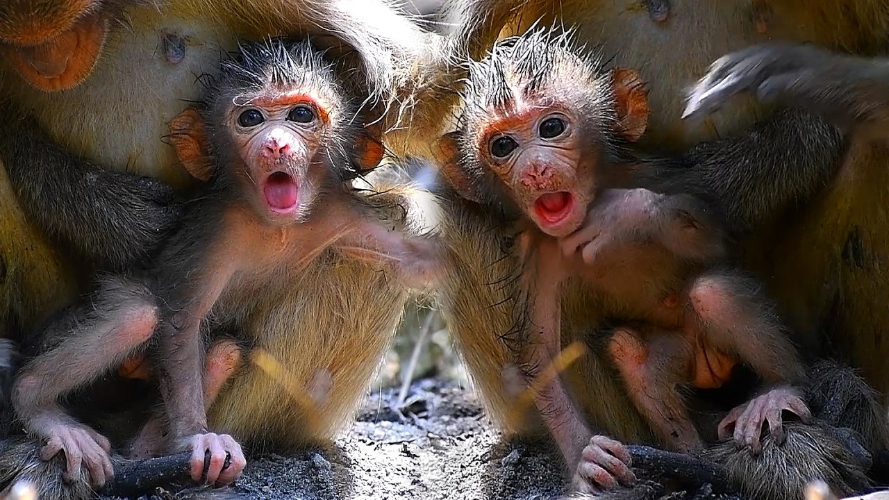 Adorable Wildlife TV 2026, Lovely Young Mommy Moments With Tiny Baby Monkey