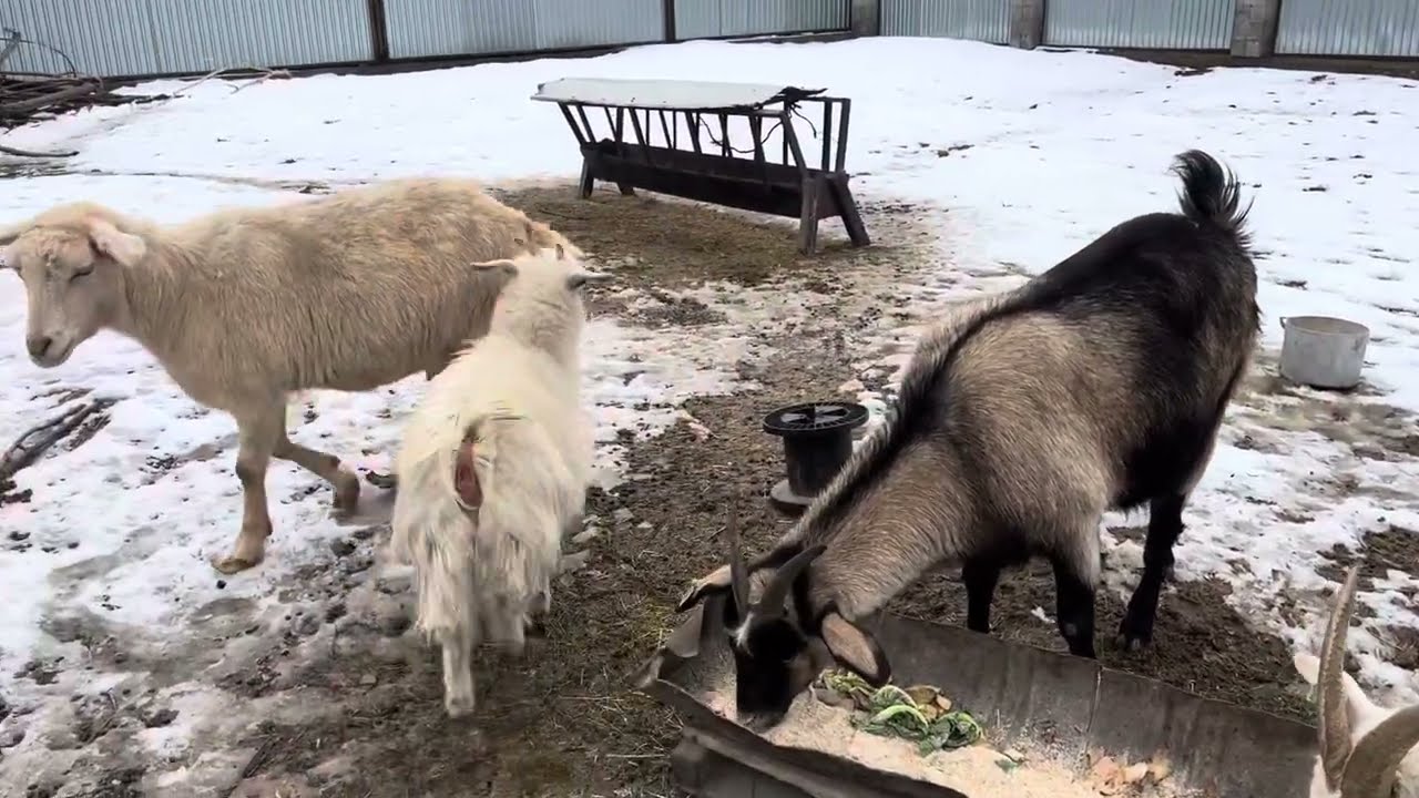 Сүтті Ешкілер🐐 Алматының Қақ Отасында😱