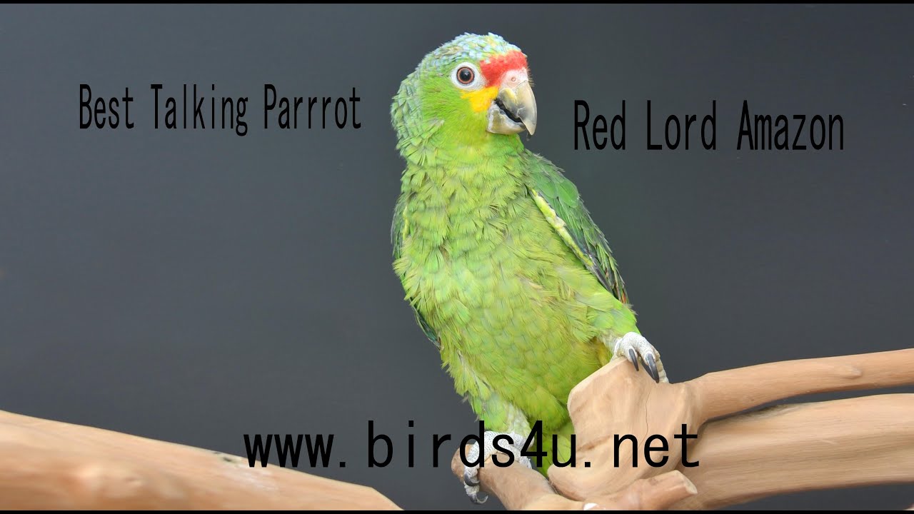 Red Lord Amazon Talking Parrot