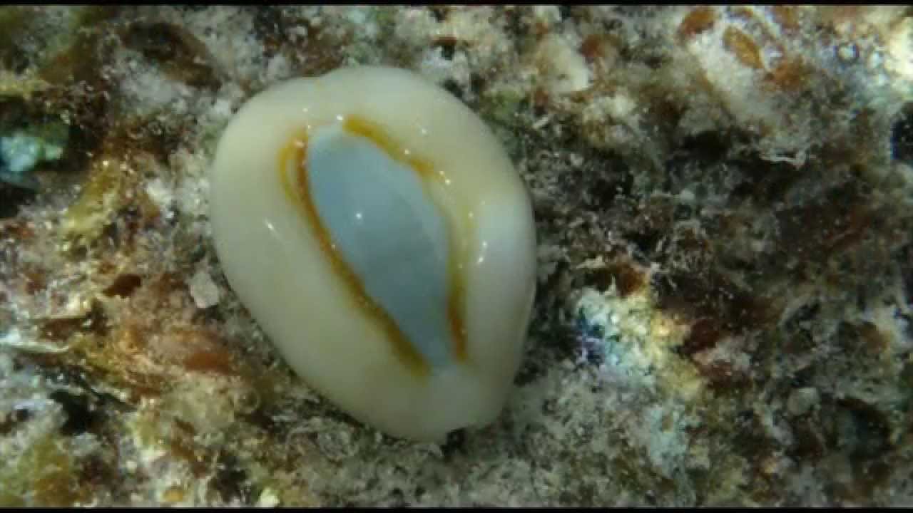 French Polynesian COWRIES