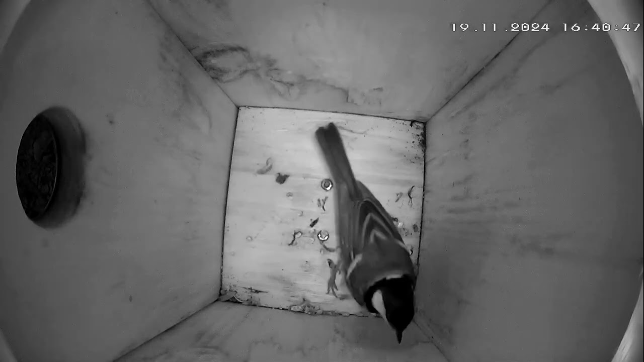 Kohlmeisenkasten - Great tit Nesting Box - 18.11.24 - 24.11.24