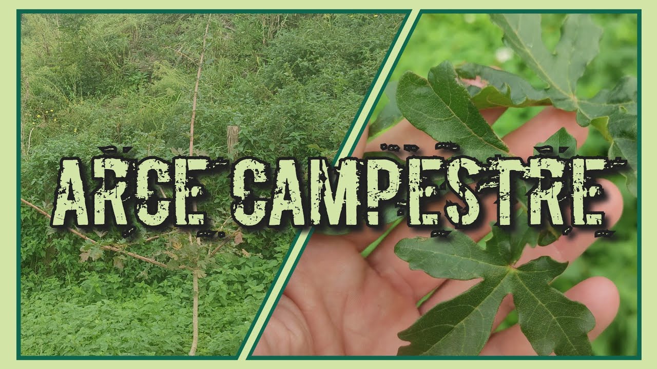ARCE CAMPESTRE (Acer Campestre) ¿CÓMO VA? || Evolución Forestal