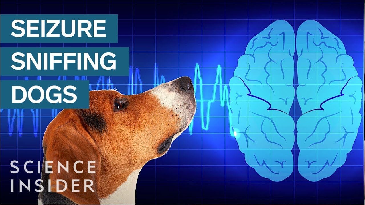 How Dogs Sniff Out Seizures
