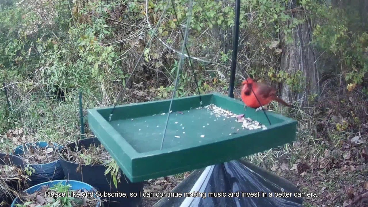 Daily Bird Live Stream from North Florida 🌿 March 6, 2026