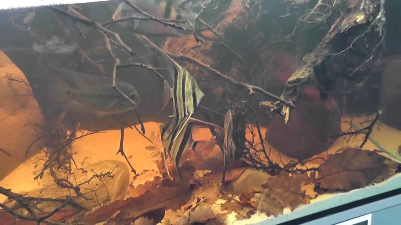 Enrico Guida - Aquaristica Biotope Contest - Rimini Fiera 2016