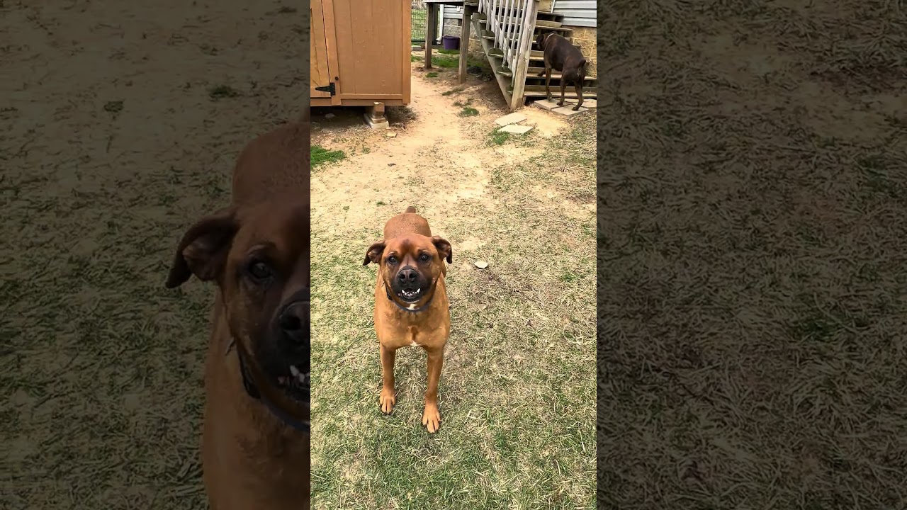 My Farm Guarding Dogs ❤️ #pittmix #farmguardian