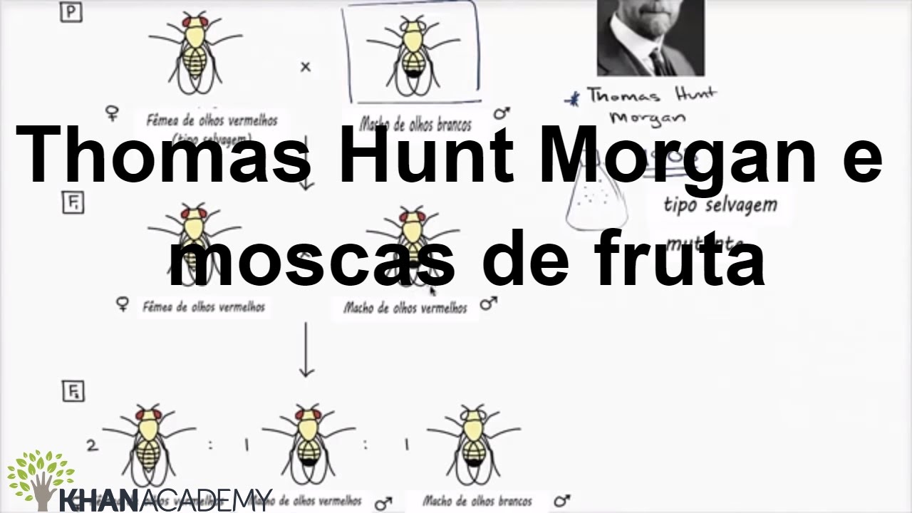 Thomas Hunt Morgan e moscas de fruta | Biologia | Khan Academy