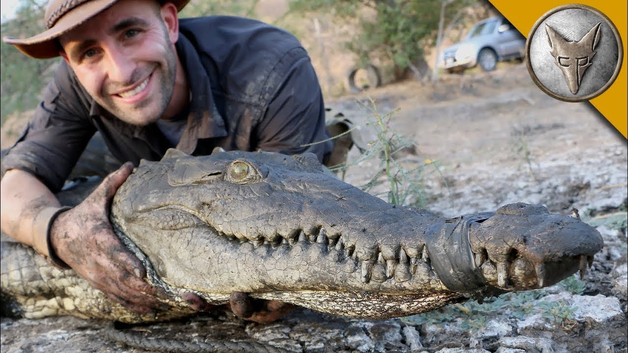 Pegamos um CROCODILO AMERICANO bem em um CANO DE ESGOTO | Brave Wilderness Português