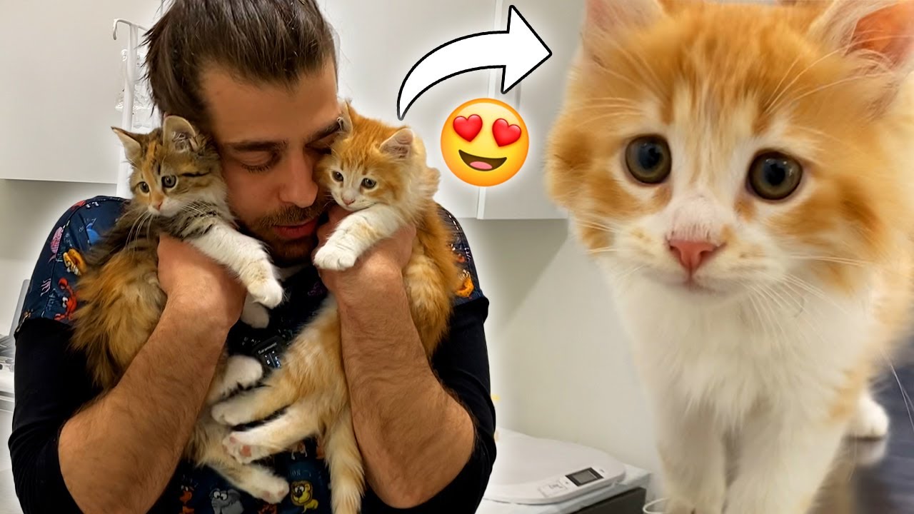 POFUDUK YAVRU KEDİLER! 😍 İki Kardeş Yavru Kedinin Eğlenceli Görüntüleri!