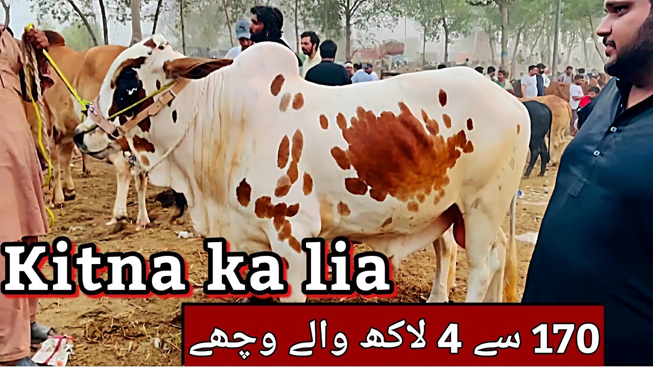 Shahpur kanjra mandi lahore 2025  | Sahiwal chlolistani bachre |Cow mandi Lahore 2025 | Bakra mandi