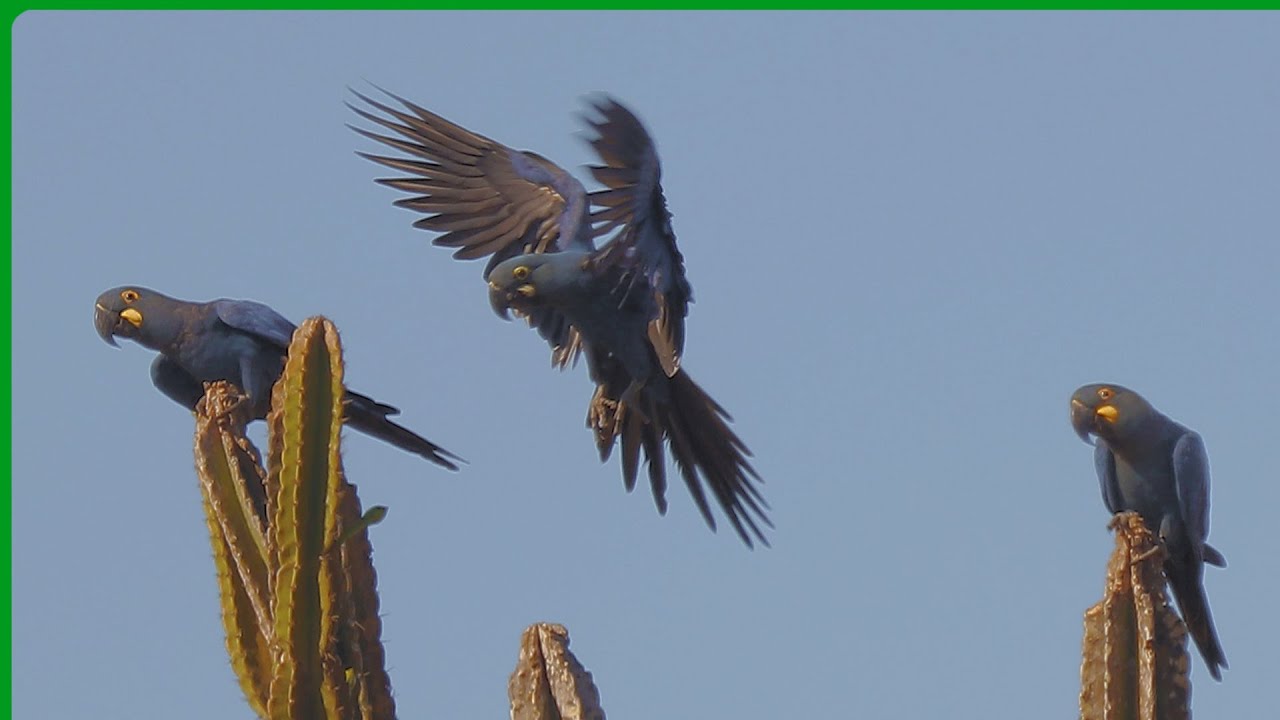 Arara azul de lear - Anodorhynchus leari 