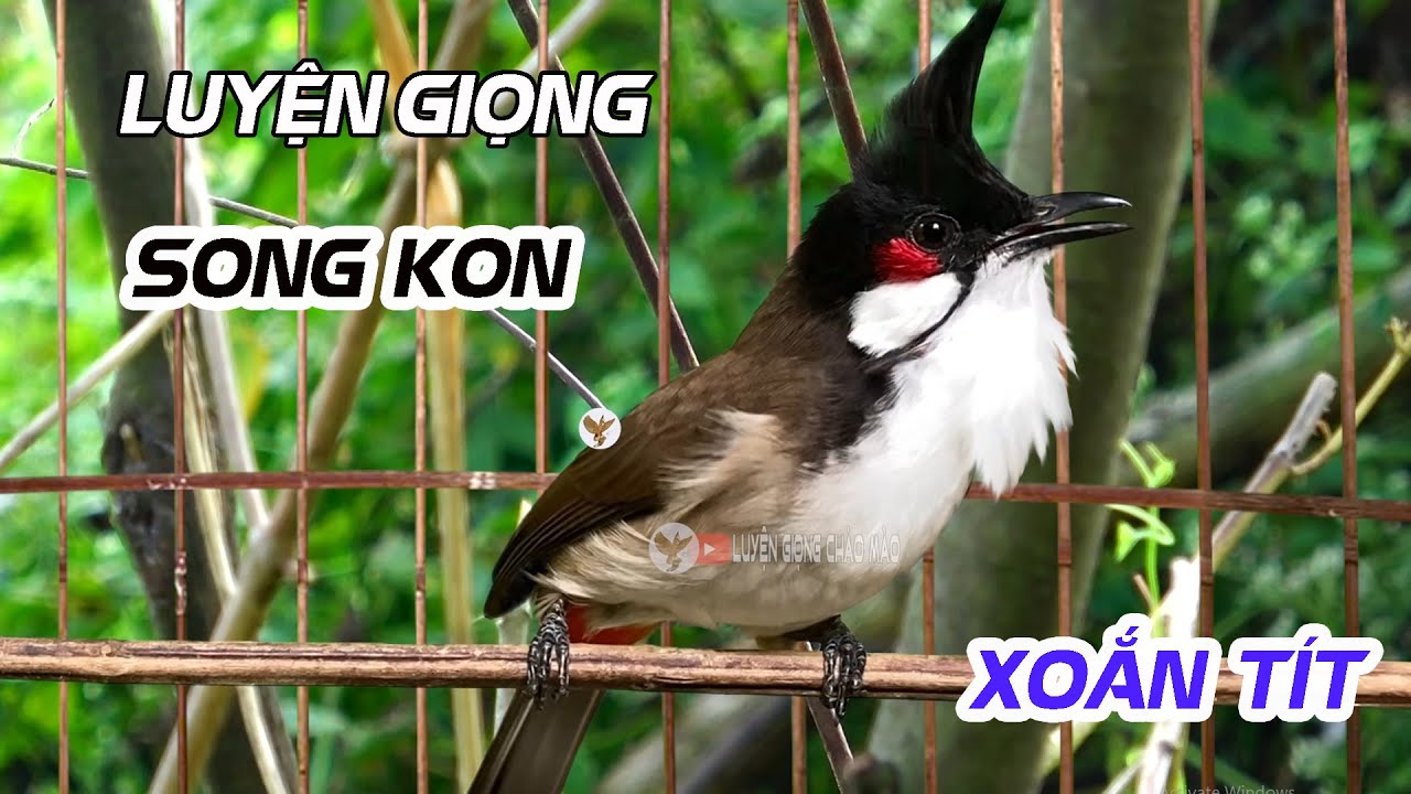 Chào Mào Song Kon Chuẩn Giọng – Chim Nghe Là Hót, Học Giọng Chuẩn Song Kon