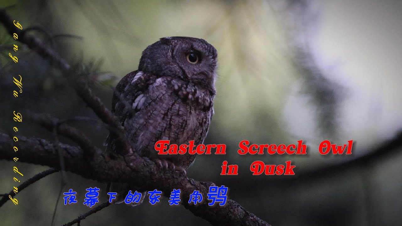 Eastern Screech Owl in Dusk 夜幕下的东美角鸮