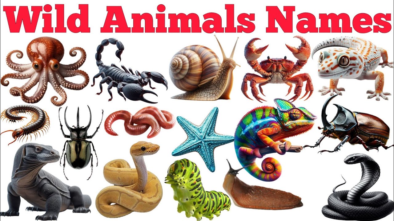Wild Animal Names In English & Hindi With Fun Facts | Preschool Learning |Educational Video For Kids