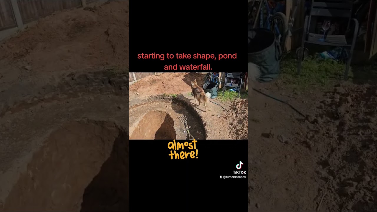 #pond #pondlife #pondplants #pondmaintenance #pondfish #aquatics #aquaticlife #planted  #aquascapes