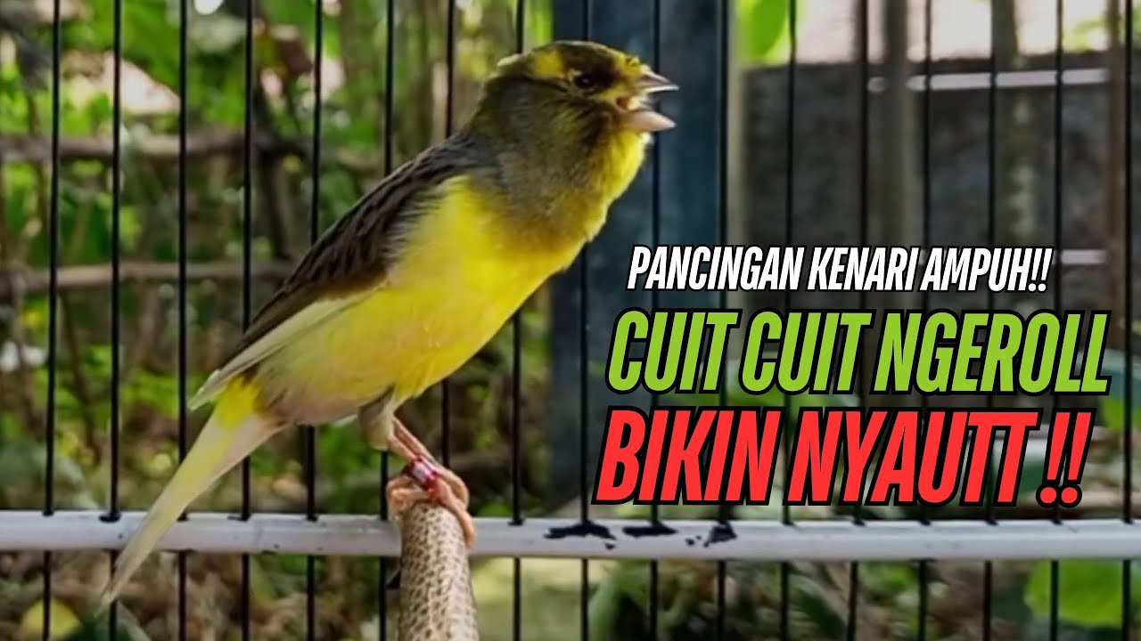SUARA Kenari GACOR PANJANG Pancingan & masteran Kenari Paud AGAR gacor AMPUH Kenari MACET bunyii