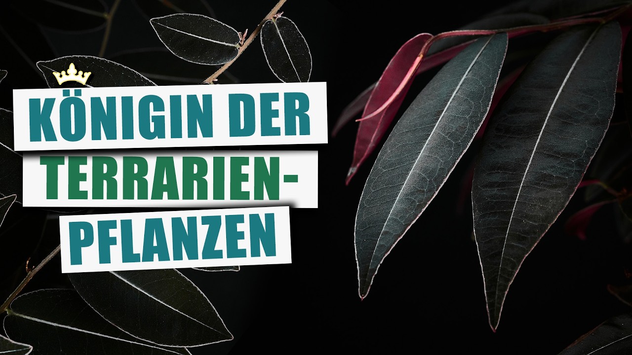 Marcgravia sp. 'El Coca' - Die coolste Kletterpflanze für Terrarien | Pflanzen-Portrait