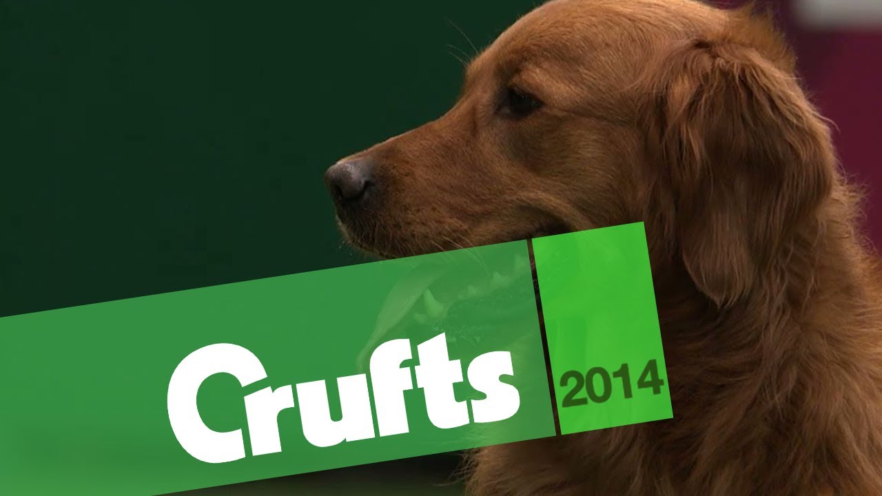 Gundog Display | Castlemans Gundogs | Philippa Williams | Crufts 2014