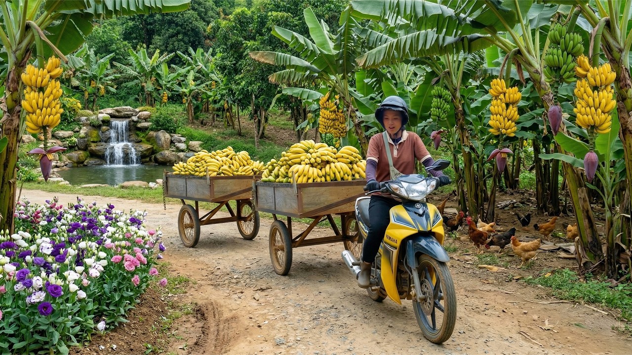 Harvest A Truckload Of Bananas With My Brother To Sell At The Market - Daily Life On My Farm