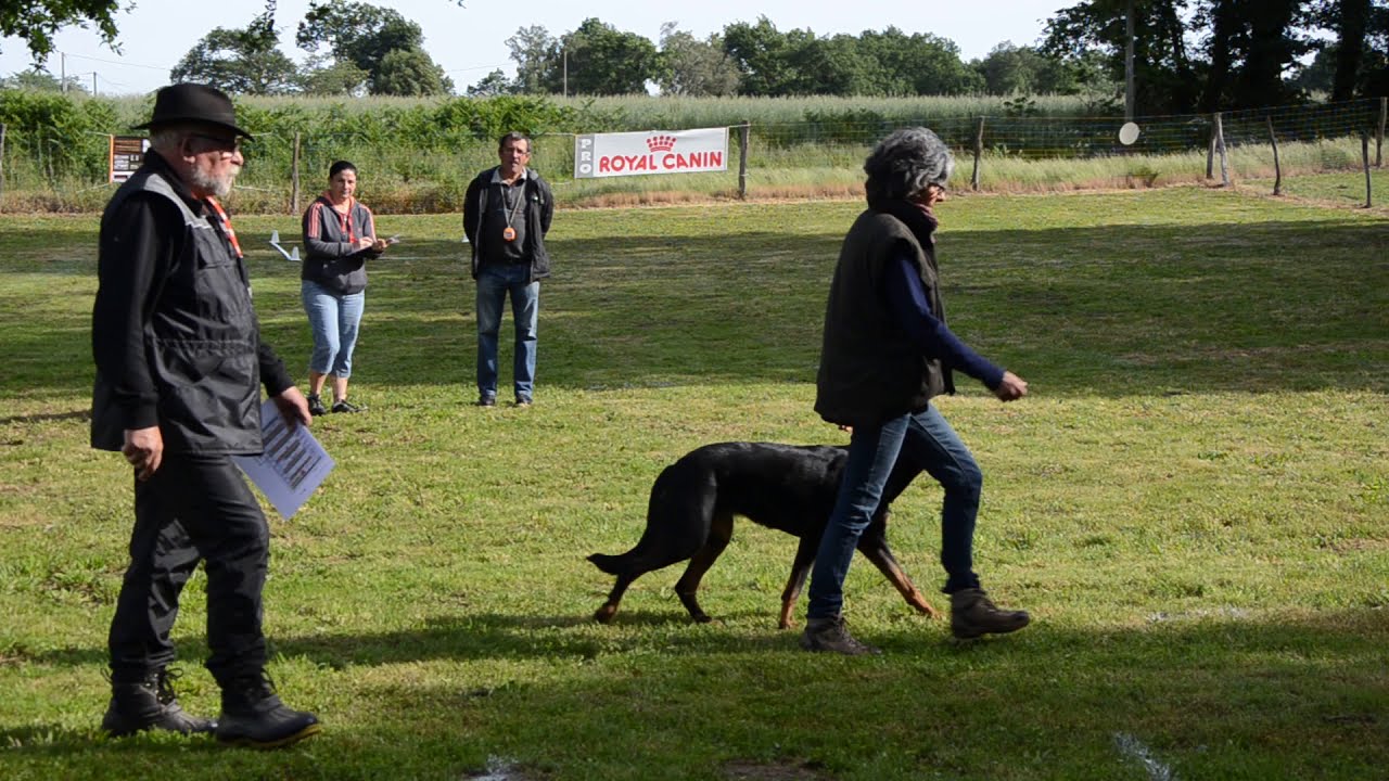 Concours Obeissance Classe 1. Jinka De La Terre Sacrée De Marius. Beauceron au travail
