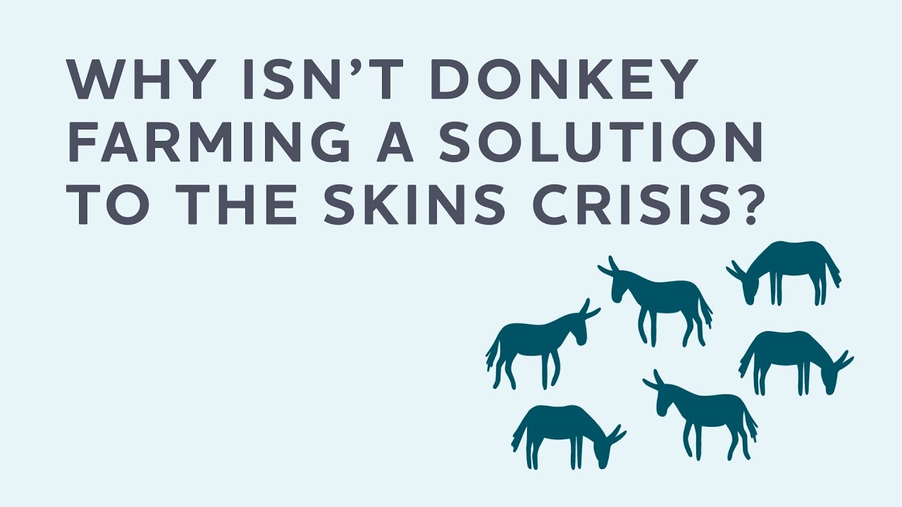 The donkey skin trade explained | Part 7