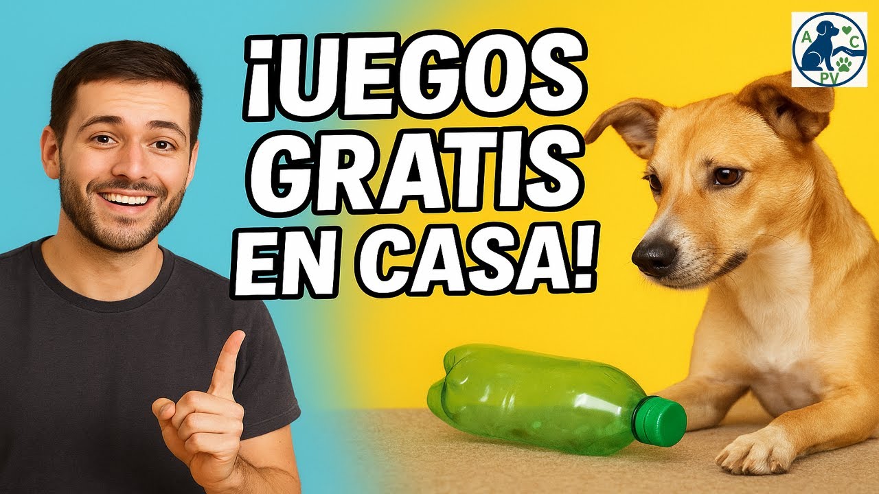 7 juegos Caseros GRATIS para Estimular Mentalmente  a tu Perro