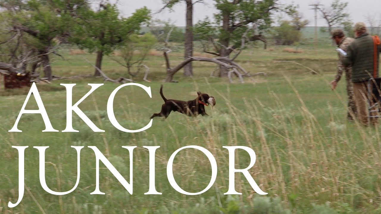 Apollo | AKC Junior Hunt Test | Second Pass