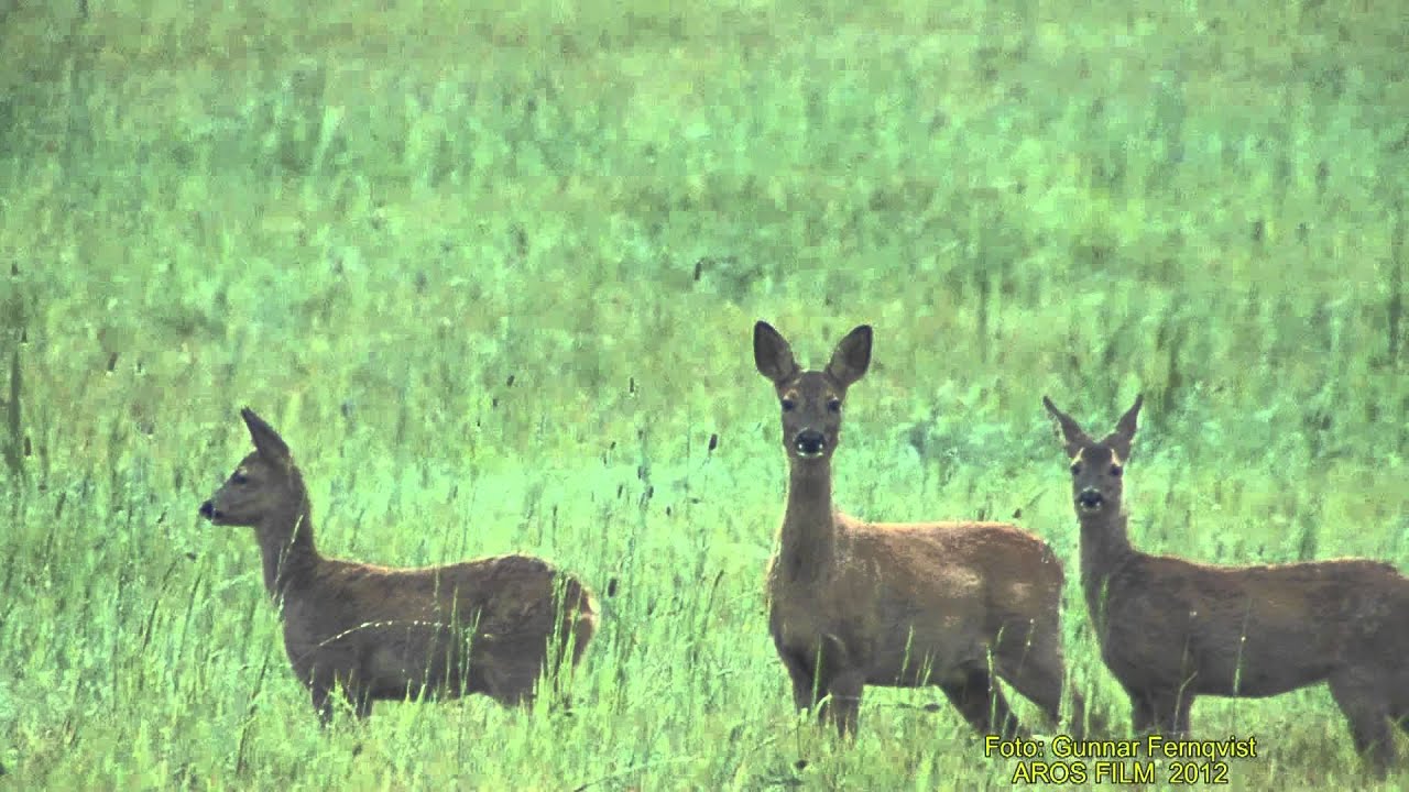 R&Aring;DJUR  Roe-deer  (Capreolus capreolus)  Klipp .- 840  S/U