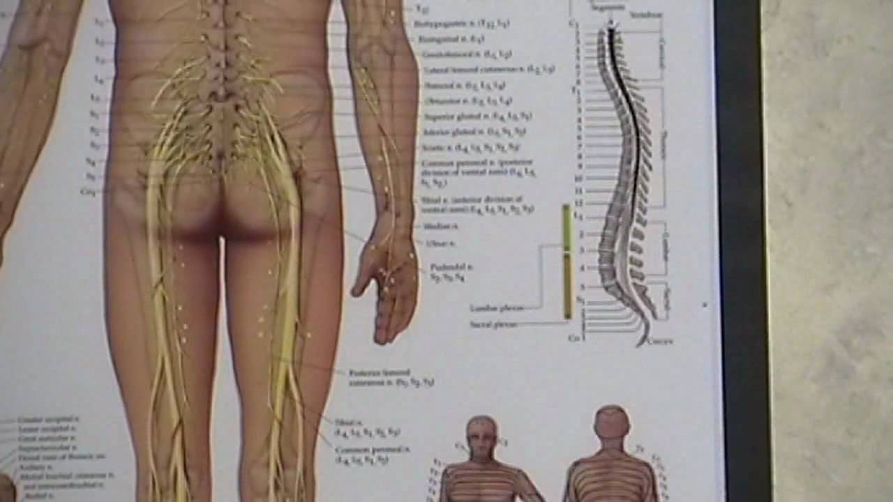 Sciatica - Sciatic Nerve Pain.  Troy, Ohio OH Chiropractor Dr. Jack Adrian ChiroCenter Chiropractic