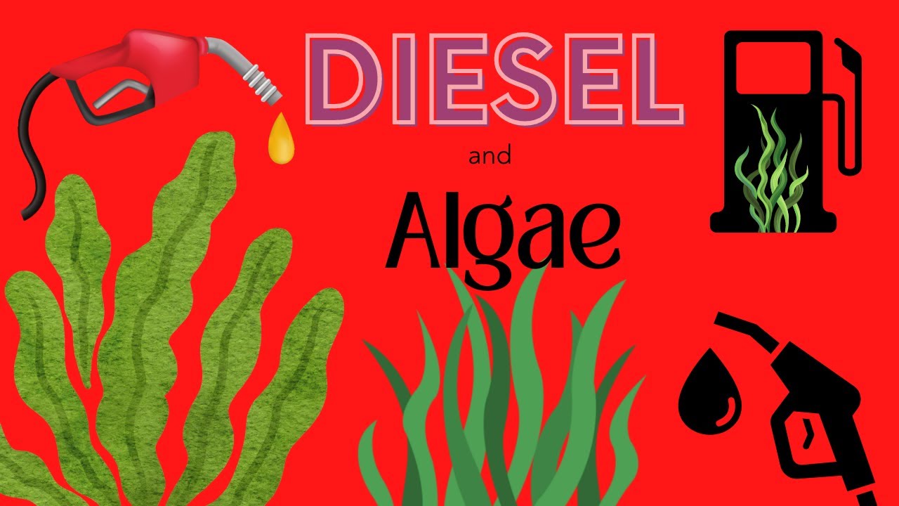 Algae and diesel fuel tanks