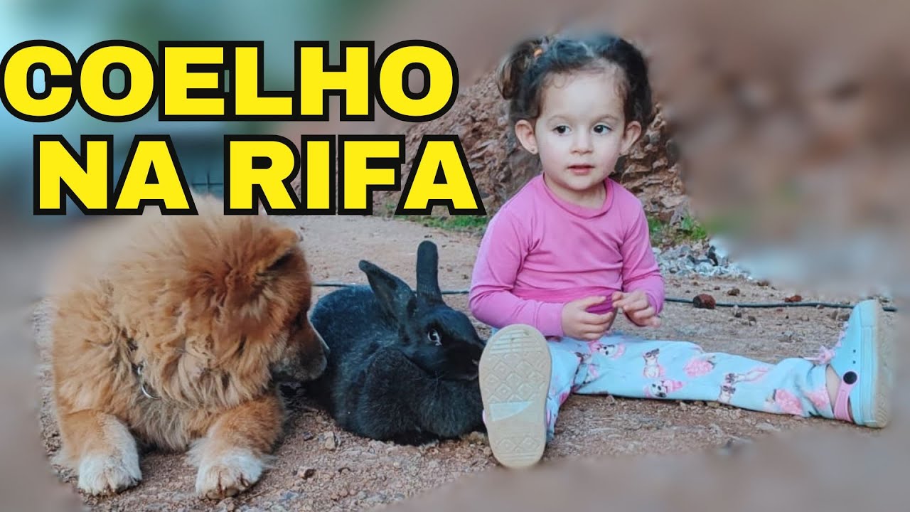 COELHO NA RIFA