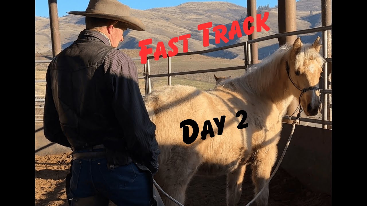 Day 2 of Our 5 Day Series: 3 Colts on the Fast Track