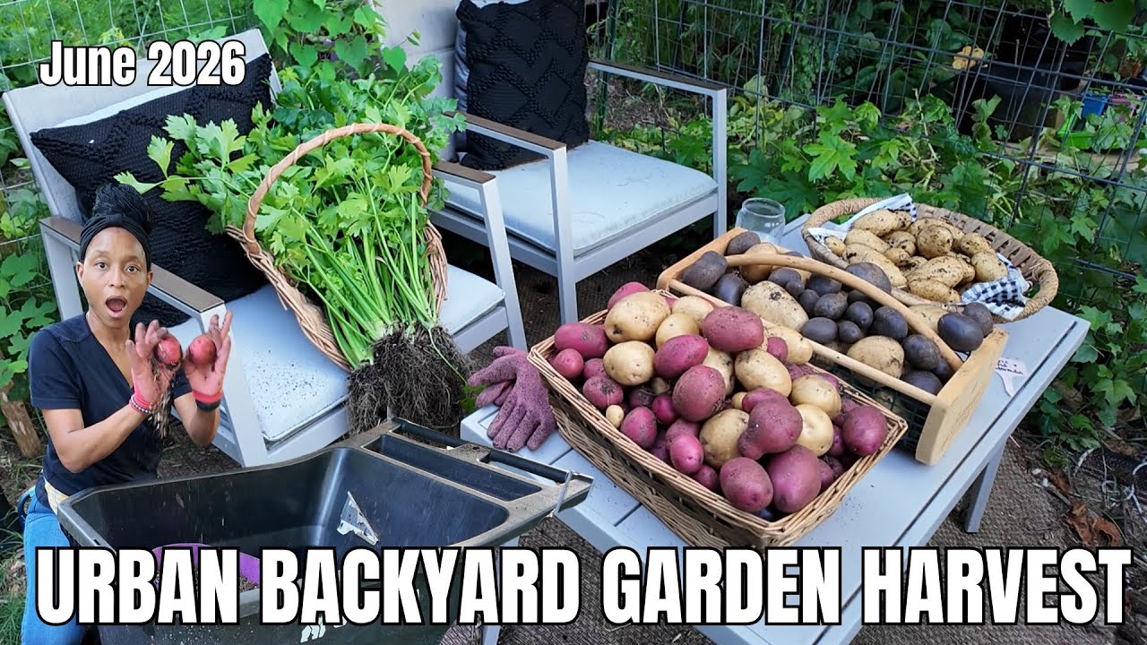Potato Harvest from Grow Bags & Greenstalk | You Do NOT Need Land to Grow Food (Container Harvest)