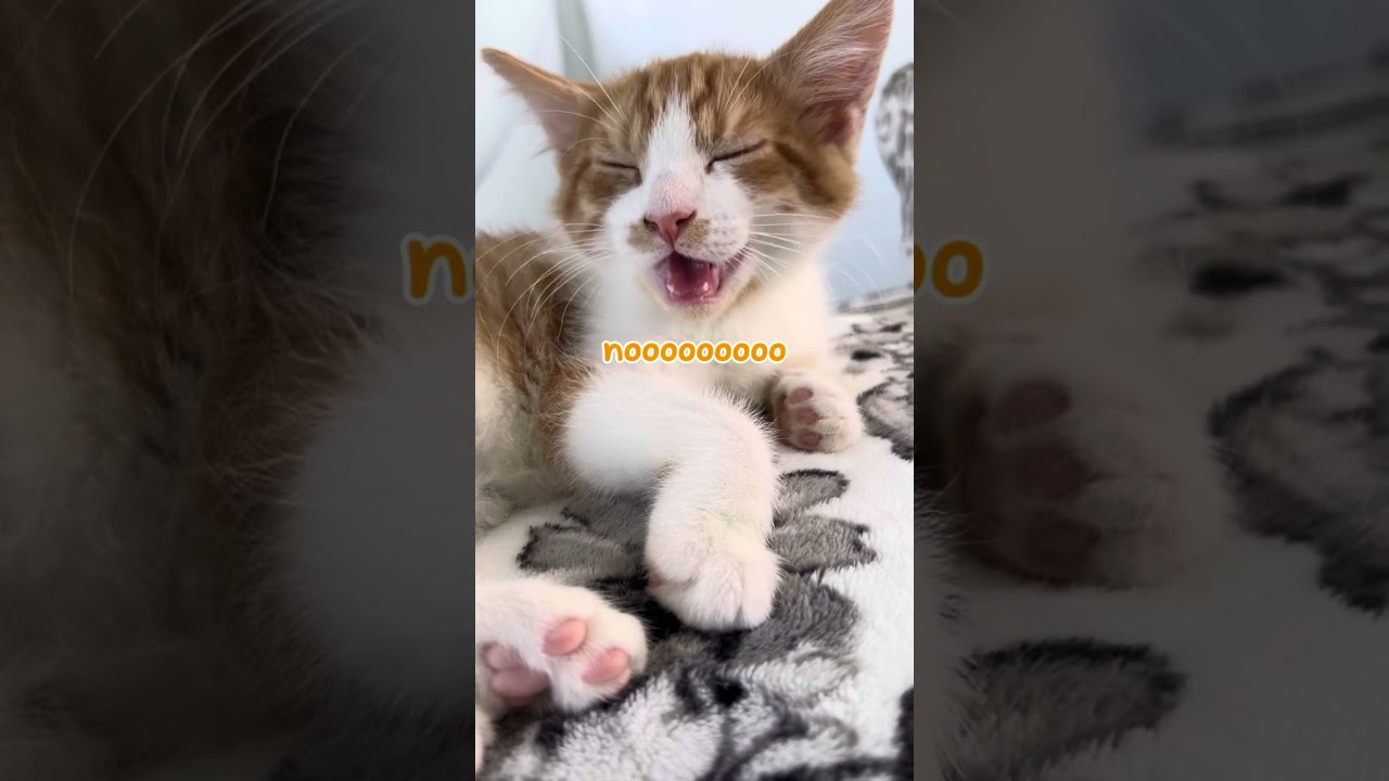 Scream sessions with Kaleo #cats #kitten #catlover