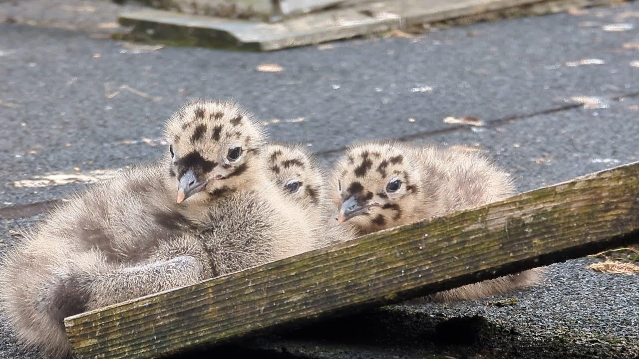 250620, seagull chicks, day 8,9,10