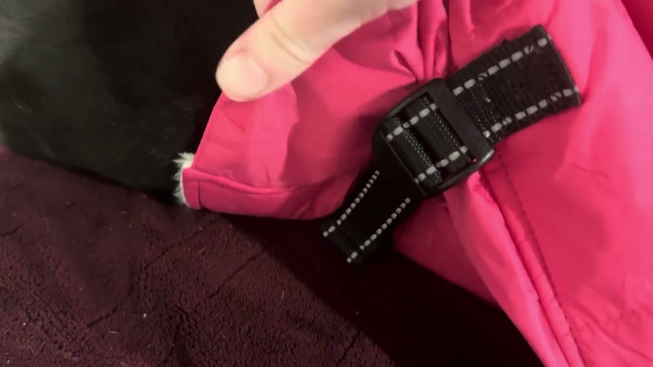 See What You Get When You Purchase This Dog Coat!
