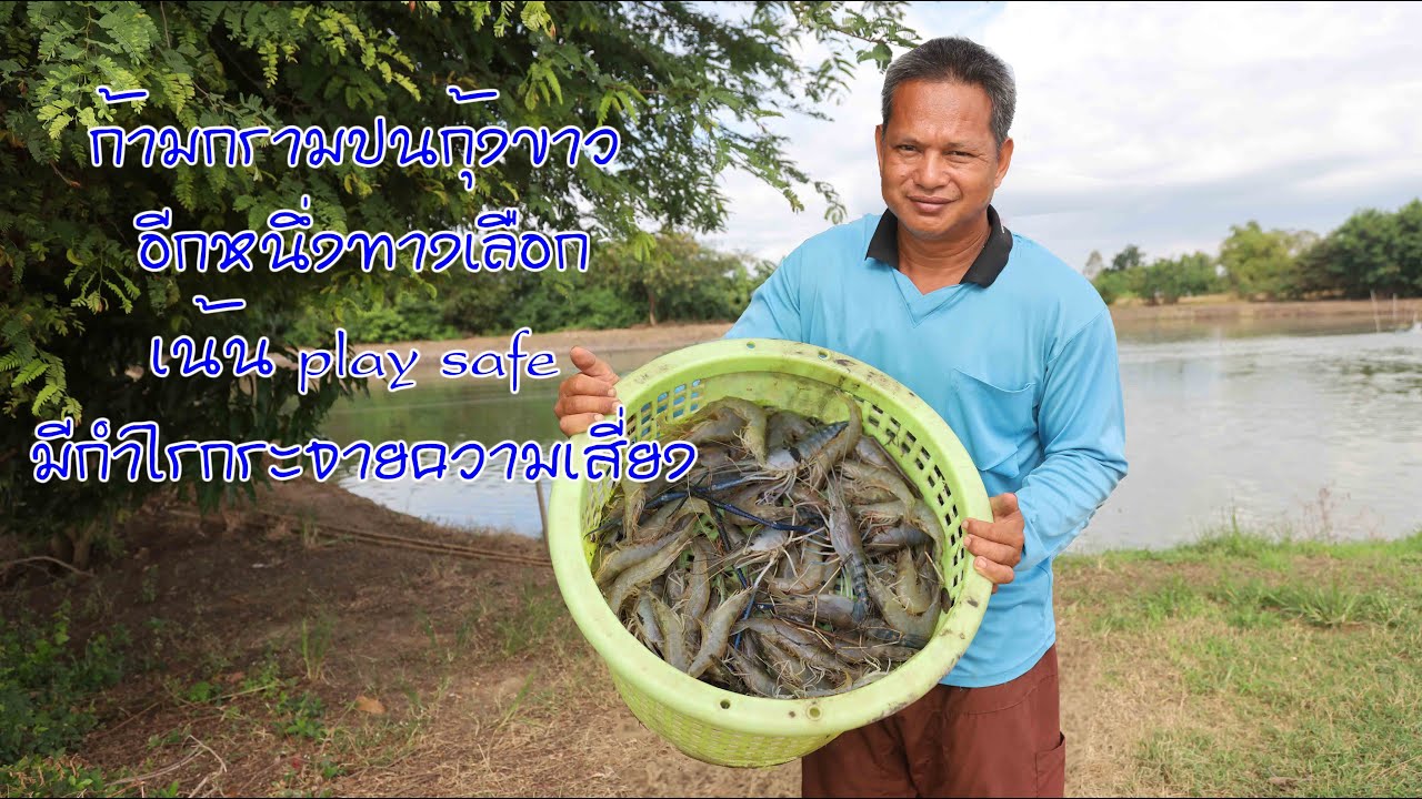 ก้ามกรามปนกุ้งขาว อีกหนึ่งทางเลือกเน้น play safe มีกำไรกระจายความเสี่ยง